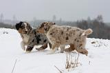 BERGER AUSTRALIEN PUPPIES 540